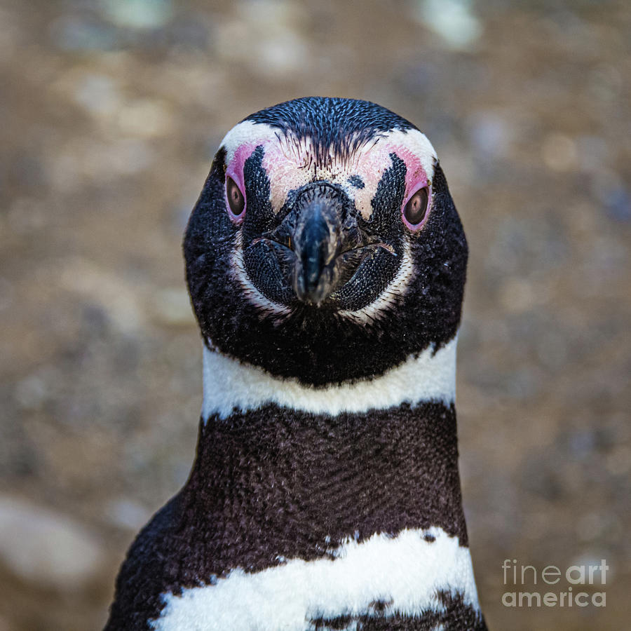 Look me in the eyes... magellanic penguin portrait Photograph by Lyl Dil Creations