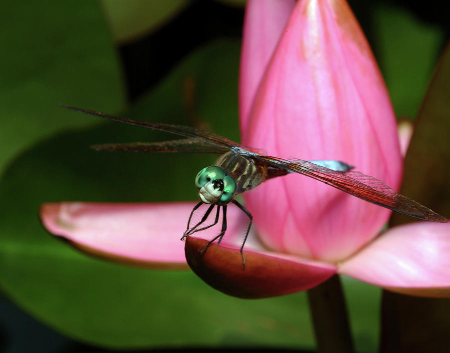 Look of a Dragonfly Photograph by Melissa Southern