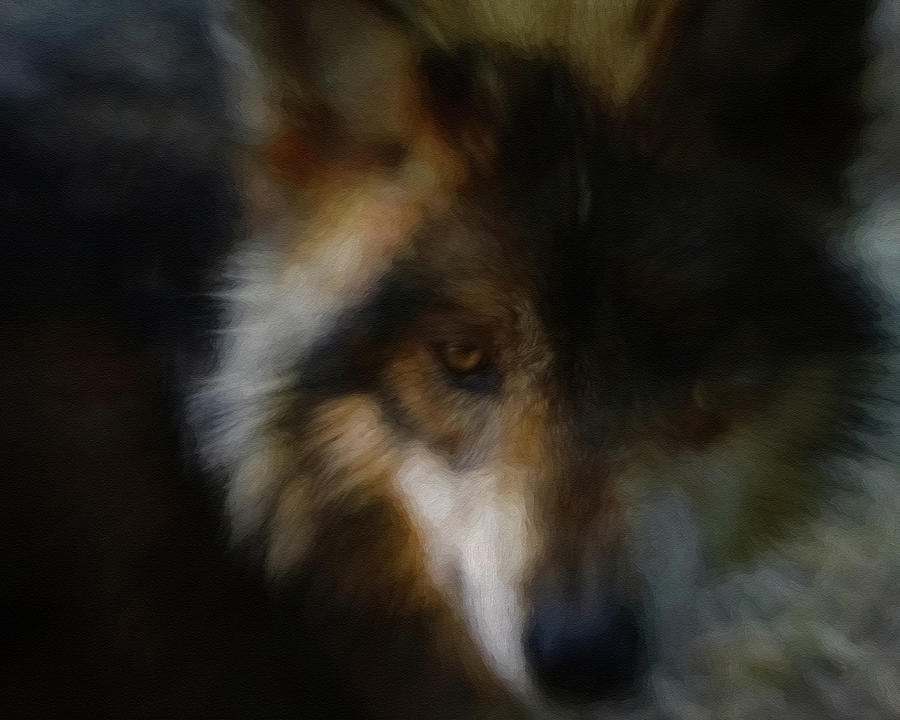 Look of the Wolf Digital Art by Ernest Echols