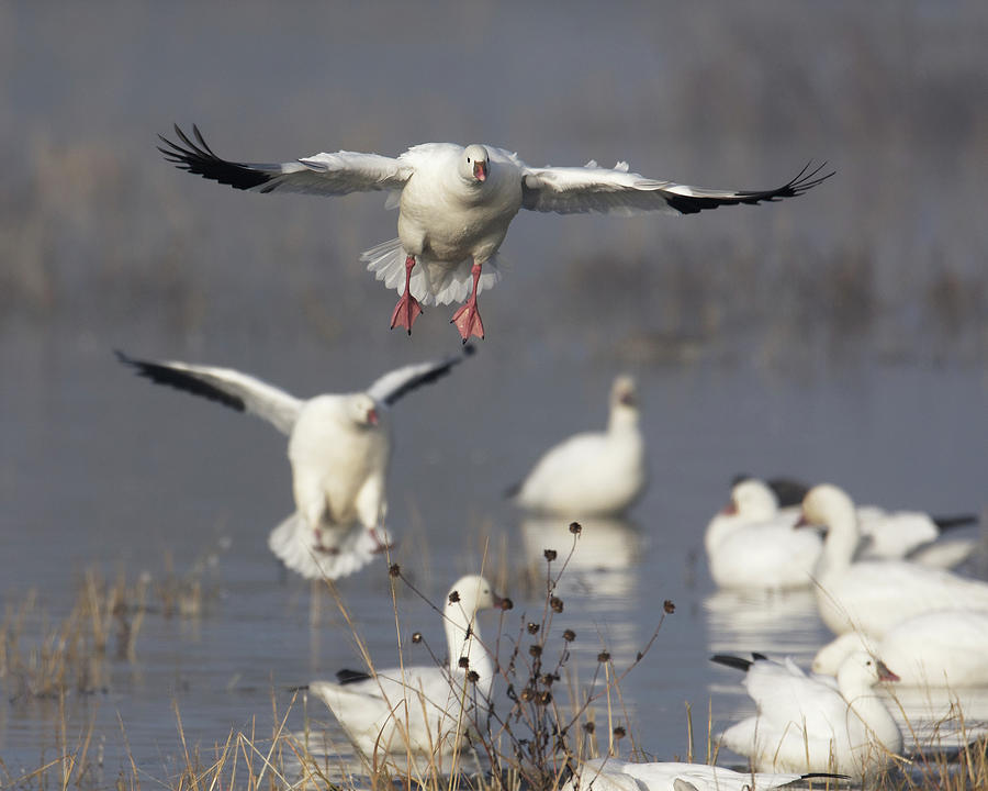 Look Out Below -- Rosss Goose Landing at the Merced National Wildlife Refuge, California Photograph by Darin Volpe