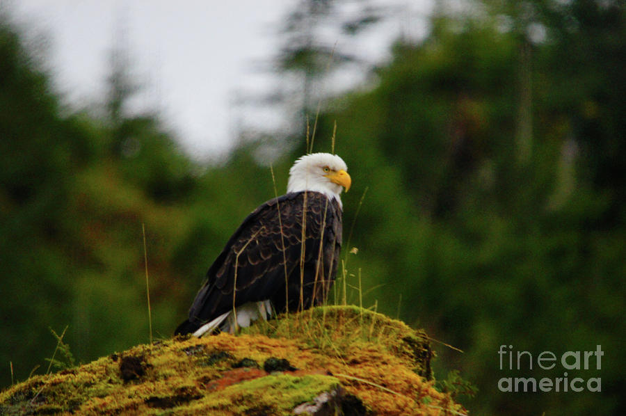 Look out Eagle Photograph by Steve Speights