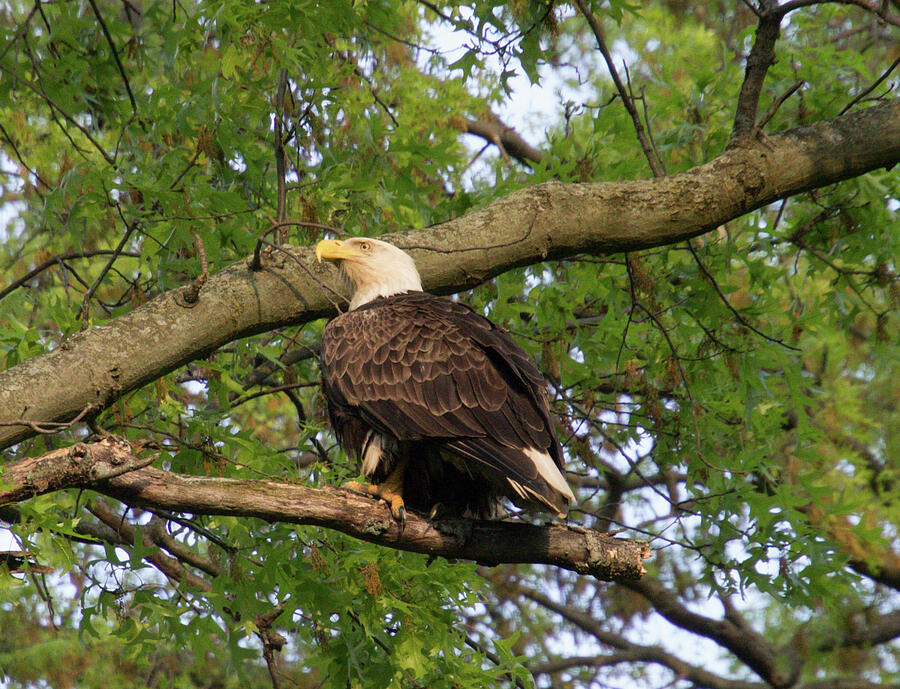 Look Out Photograph By Nancy Spirakus Fine Art America