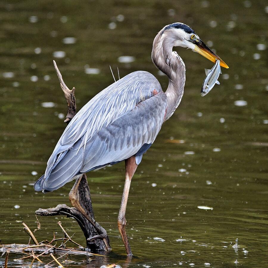 look what I caught Photograph by Ken Lawrence - Fine Art America