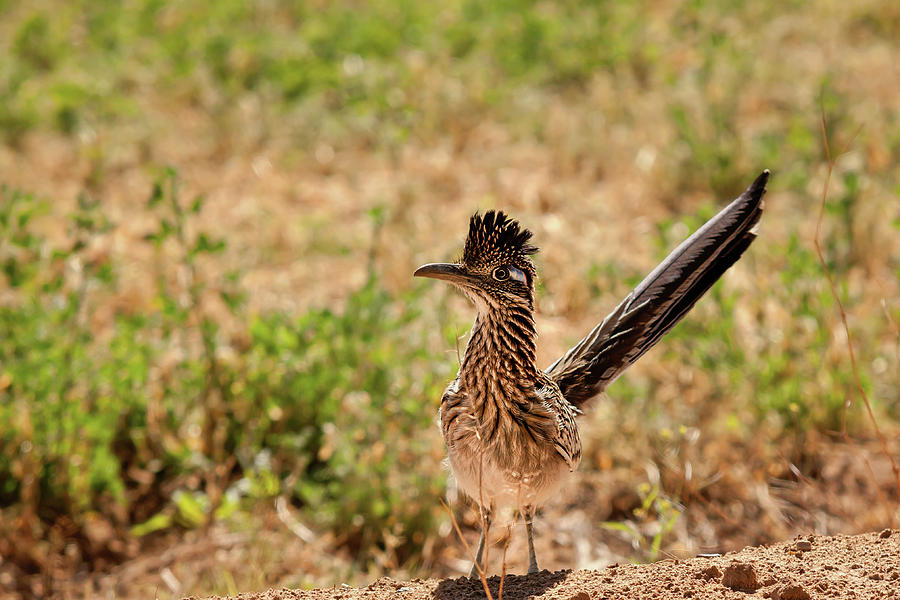Arizona Photograph - Lookin for Lunch by Jack and Darnell Est Arizona Photograph - Lookin for Lunch by Jack and Darnell Est