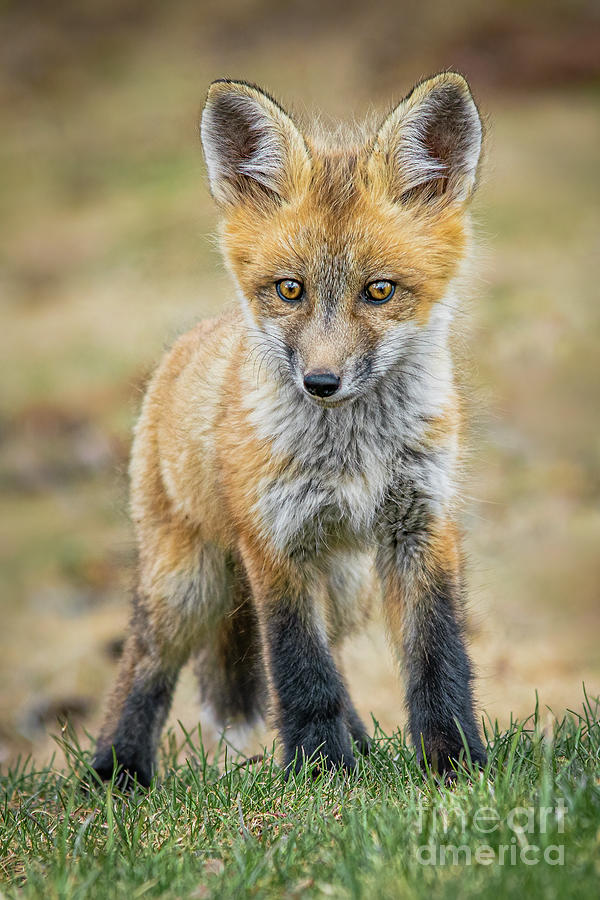 Lookin Foxy Photograph by Melissa Lipton