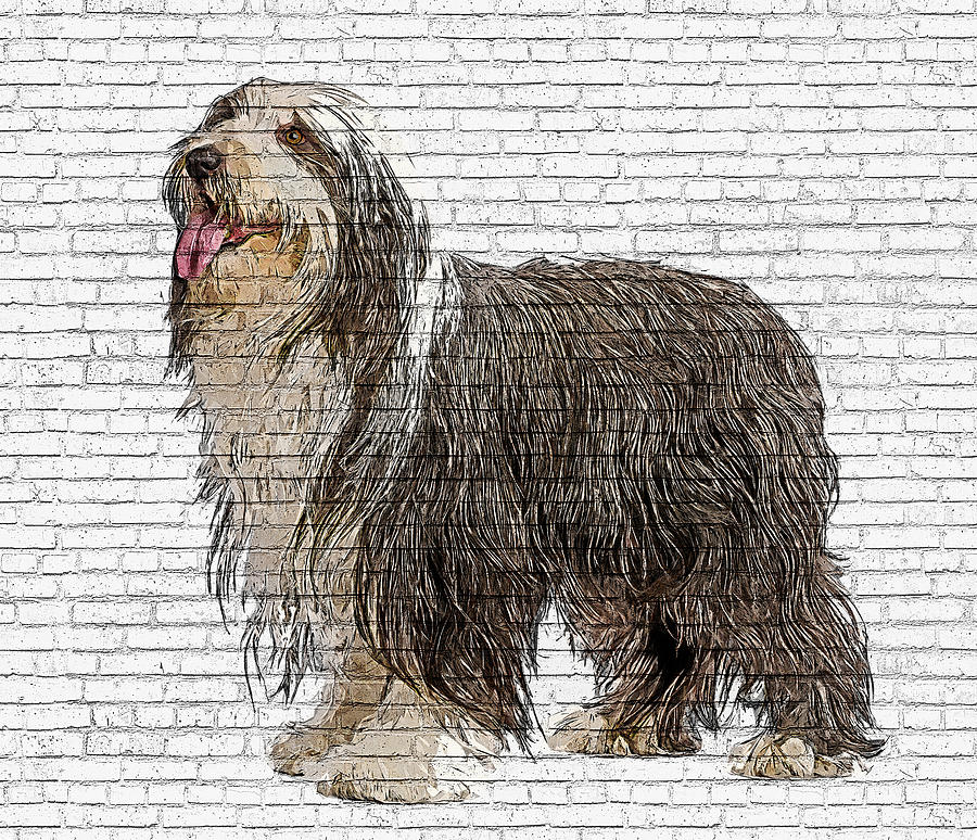 Lookin Pretty, Bearded Collie Dog - Brick Block Background Painting by Custom Pet Portrait Art Studio