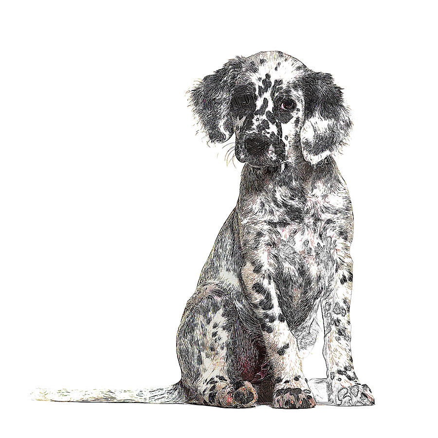 Lookin Pretty, Young English Setter Dog Painting by Custom Pet Portrait Art Studio