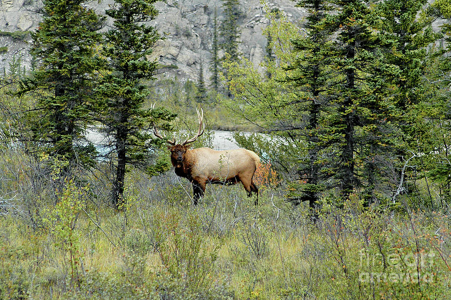 Looking at Me? - Bull Elk Photograph by Paolo Signorini