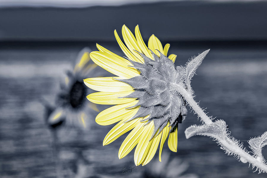 Sunflower Photograph - Looking Away by Erich Grant