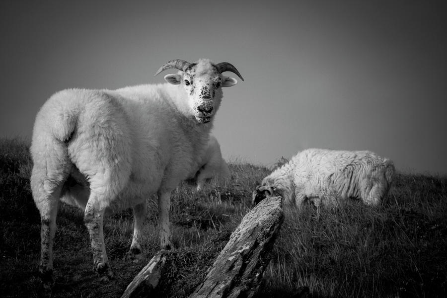 Sheep Photograph - Looking Baaack by Mark Callanan