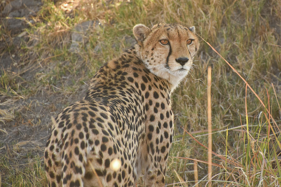 Looking Back Cheetah Photograph By Jana J Wagner - Fine Art America