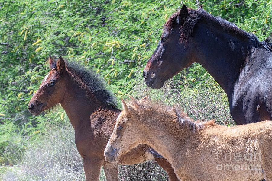 Looking Back Photograph by Jennifer Jenson - Fine Art America