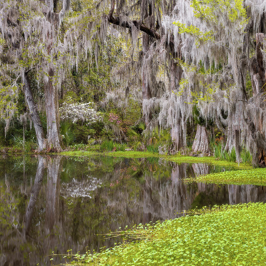 Looking Back Magnolia Plantation Photograph by Donnie Whitaker