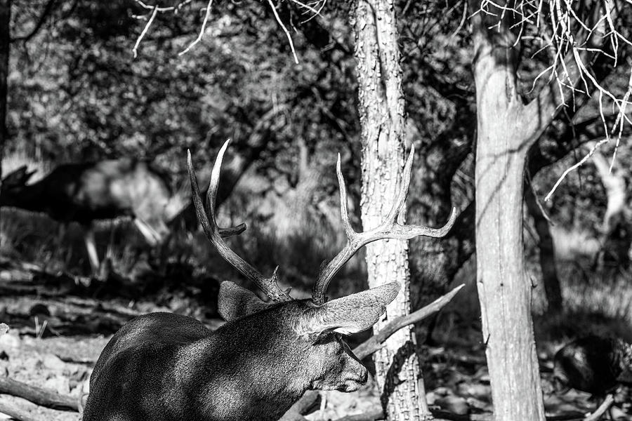 Looking Back - Mule Deer Buck BW Photograph by Renny Spencer - Pixels