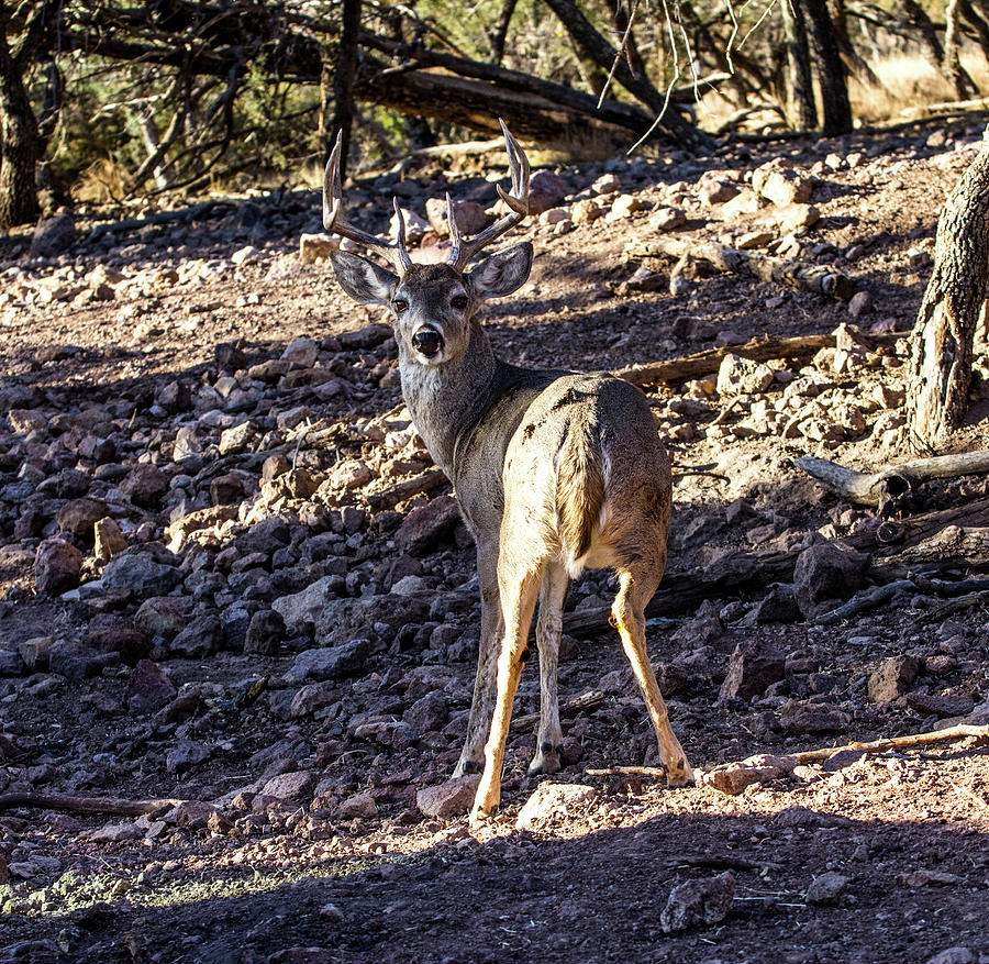 Looking Back - Whitetail Deer Buck 2 Photograph by Renny Spencer