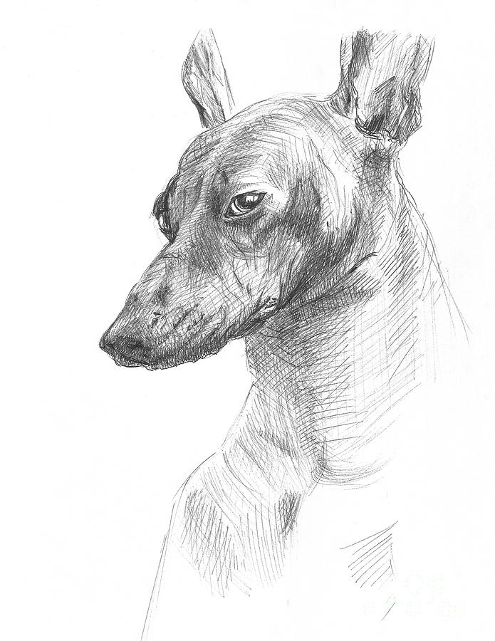 Looking Dog Drawing by Masha Batkova