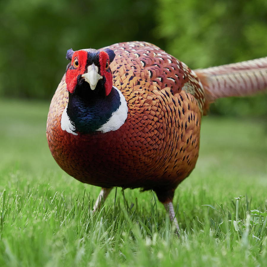 Looking down by the nose. Common pheasant Photograph by Jouko Lehto
