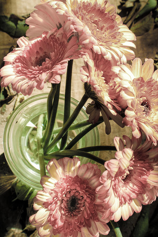 Looking Down on a Vase of Daisies sits  Photograph by W Craig Photography