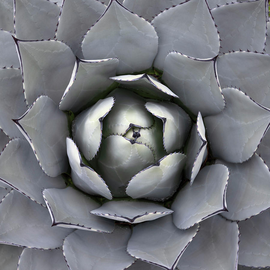 Succulent Photograph - Looking Down on an Artichoke Agave by William Dunigan