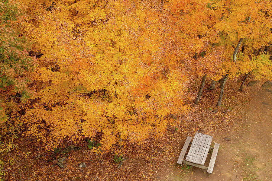 Tree Photograph - Looking Down On Autumn by Karol Livote