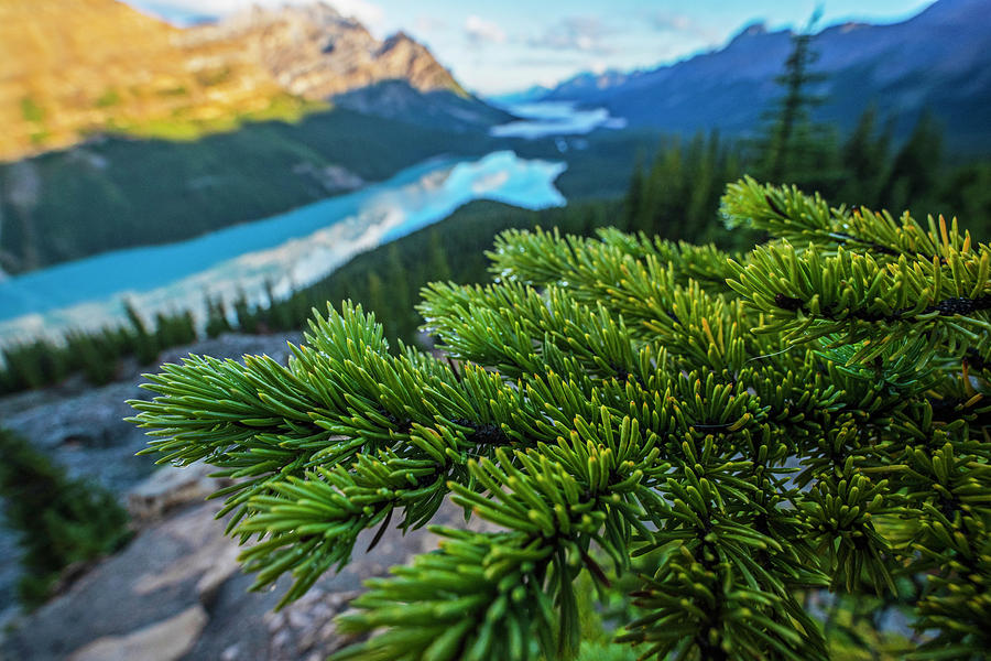 Looking Down on Peyto Lake Banff National Park Canada Pine Tree Detail Photograph by Toby McGuire