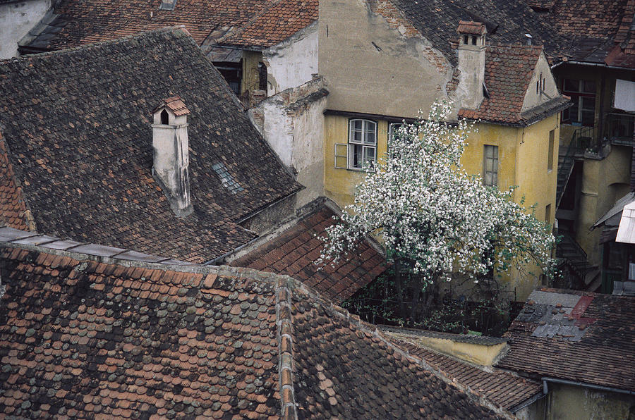 Looking Down On Shingled Roofs And Buildings With Their Chimneys And Trees Photograph by Rubberball/Heinz Hubler