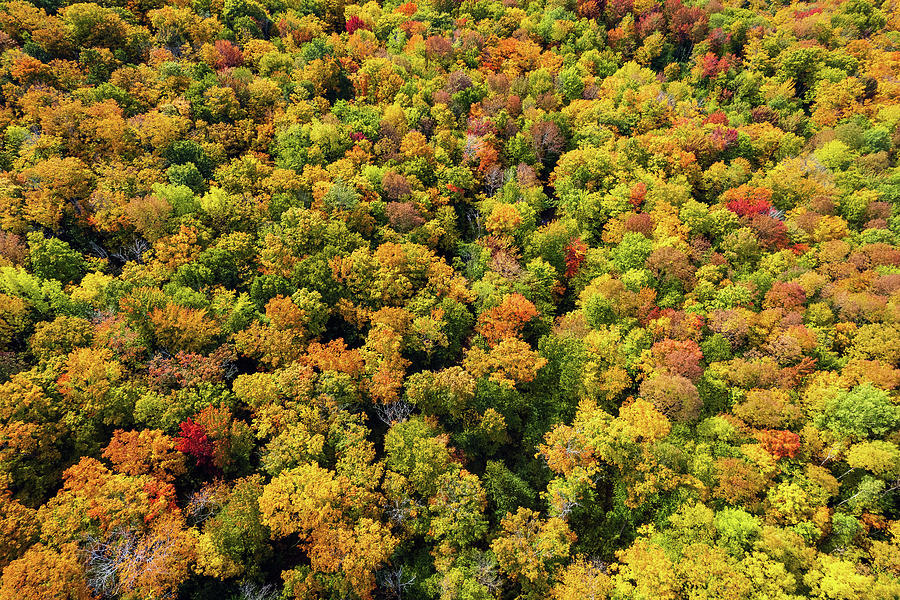 Looking Down on Vermont Fall Foliage 2022 Photograph by John Rowe