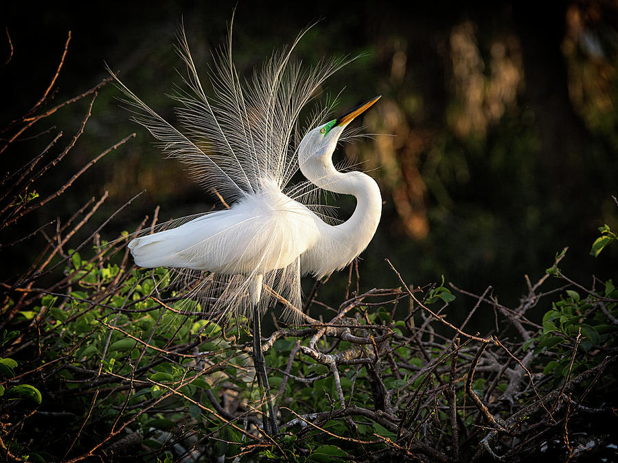 Looking For A Mate Photograph By Frank Silverman - Fine Art America