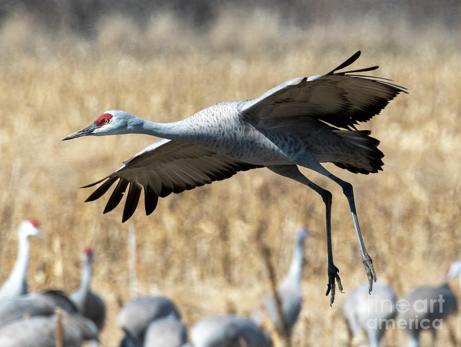 Crane Photograph - Looking for a Runway by Michael Dawson