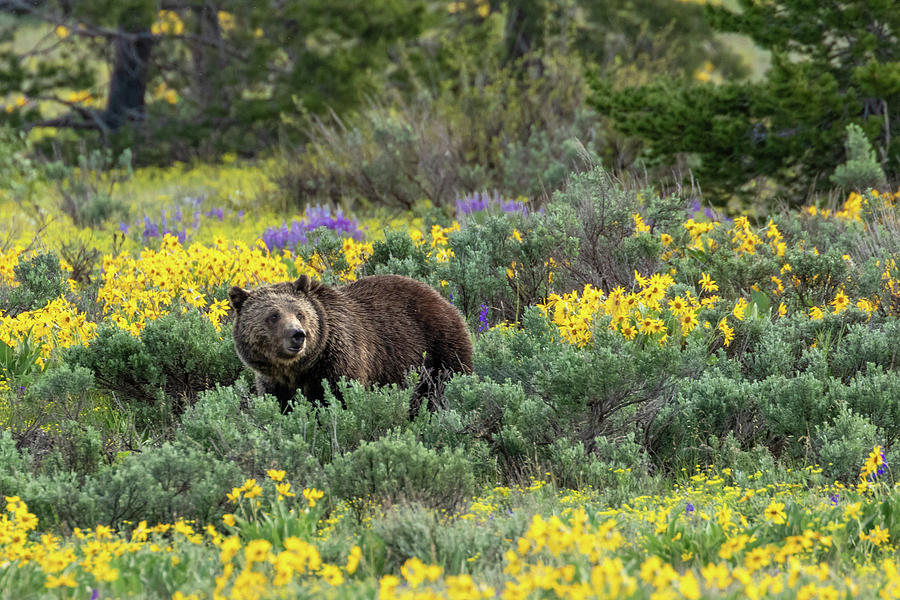 Looking for cubs by Ronnie and Frances Howard Looking for cubs by Ronnie and Frances Howard