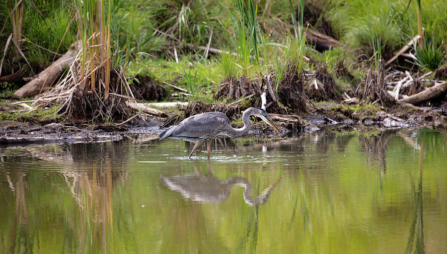 Looking for Lunch Photograph by Chris Artist - Fine Art America