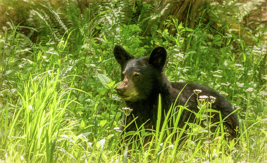 Looking For Mom, A Cades Cove Cubbie Photograph by Marcy Wielfaert