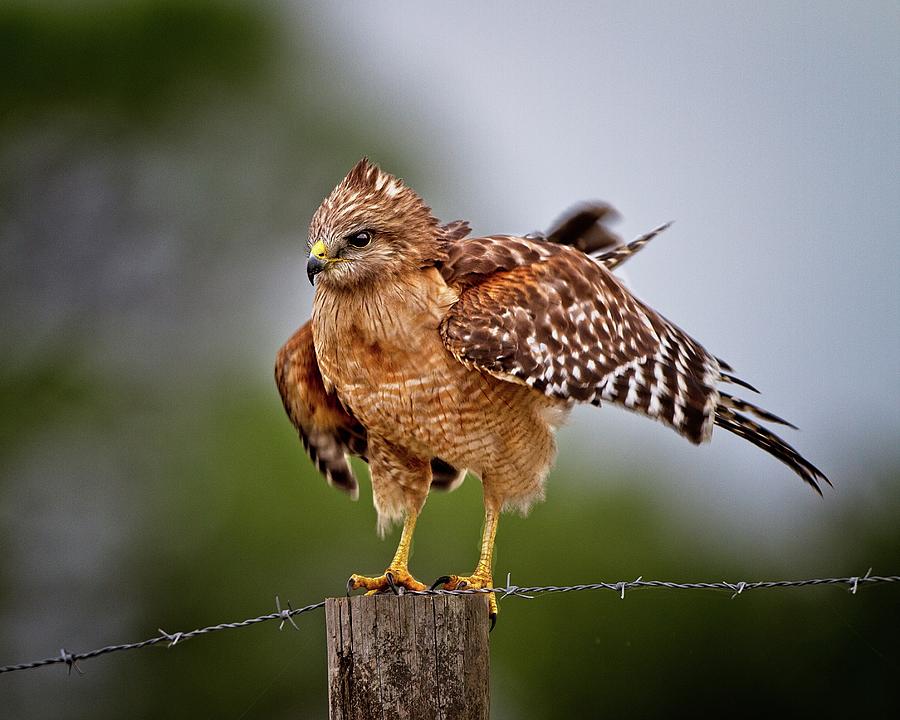 Red-shouldered Hawk Looking For Motion Photograph by Ronald Lutz