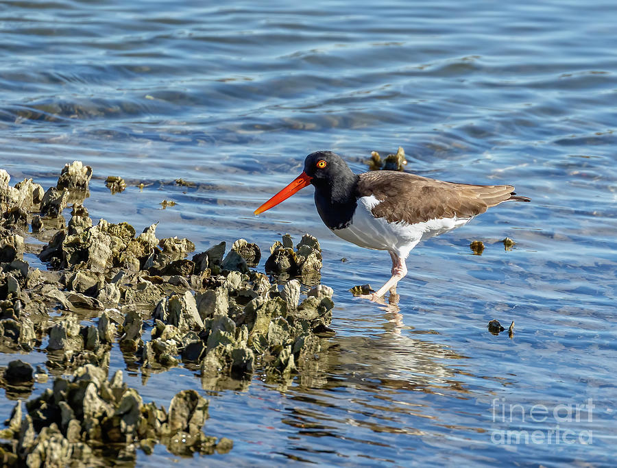 Bird Photograph - Looking for Oysters by Michelle Tinger