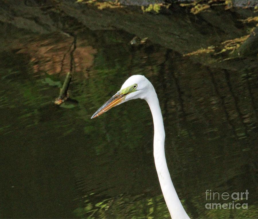Wild Life Photograph - Looking for Prey by Patricia Youngquist