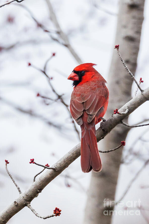 Cardinal Photograph - Looking for Spring by Connie Allen
