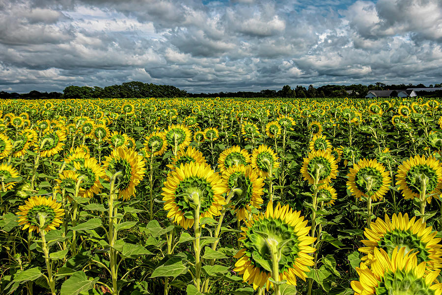 Sunflower Photograph - Looking for the Sun by Sandi Kroll