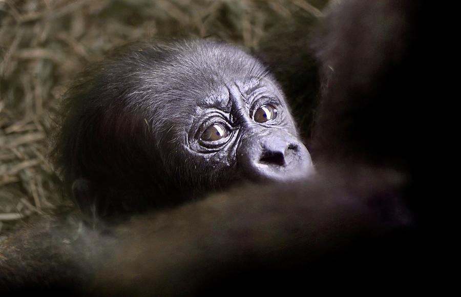Gorilla Photograph - Looking Into Mommys Eyes by Richard Bryce and Family
