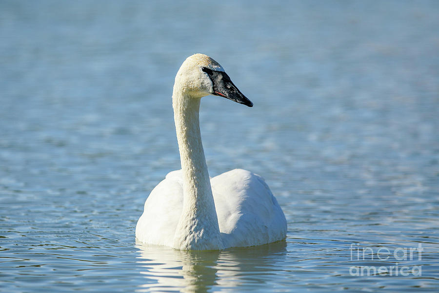 Looking into the Eyes of a Trumpeter Swan Photograph by Scott Pellegrin