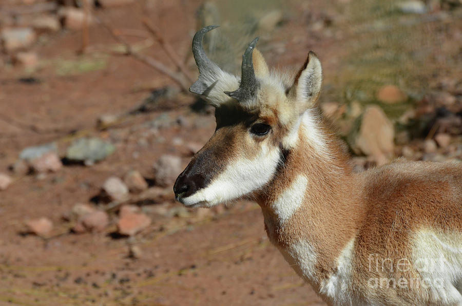 Looking into the Face of a Pronghorn Antelope Photograph by DejaVu