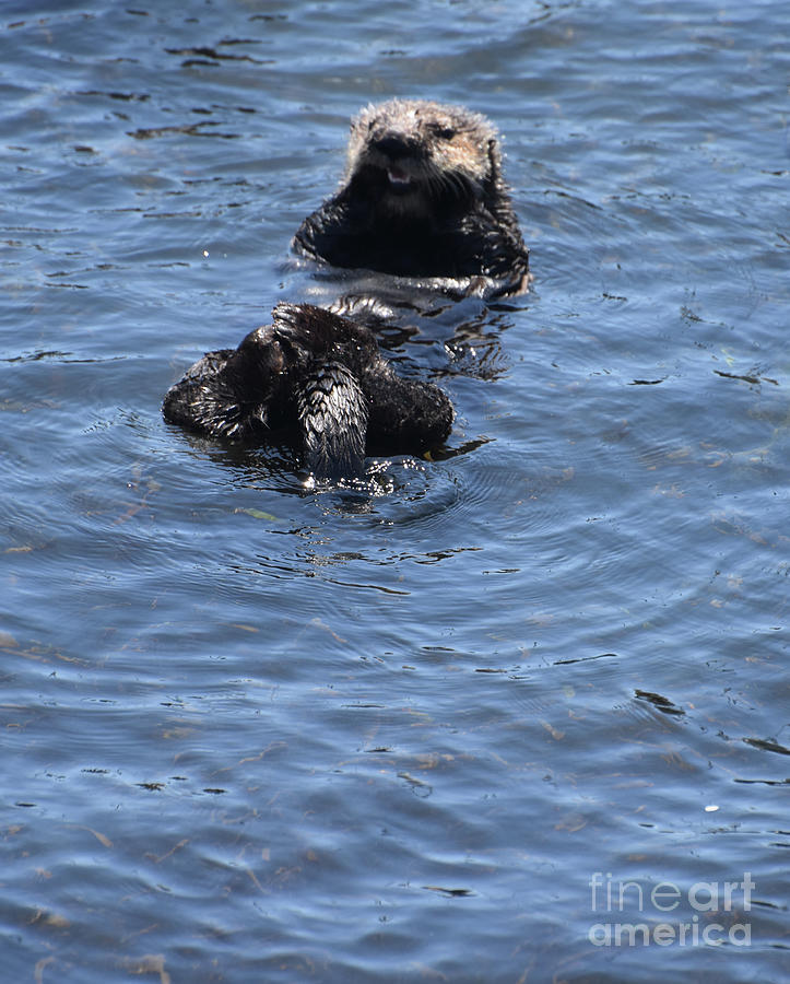 Looking into the Sweet Face of a Floating Sea Otter Photograph by ...