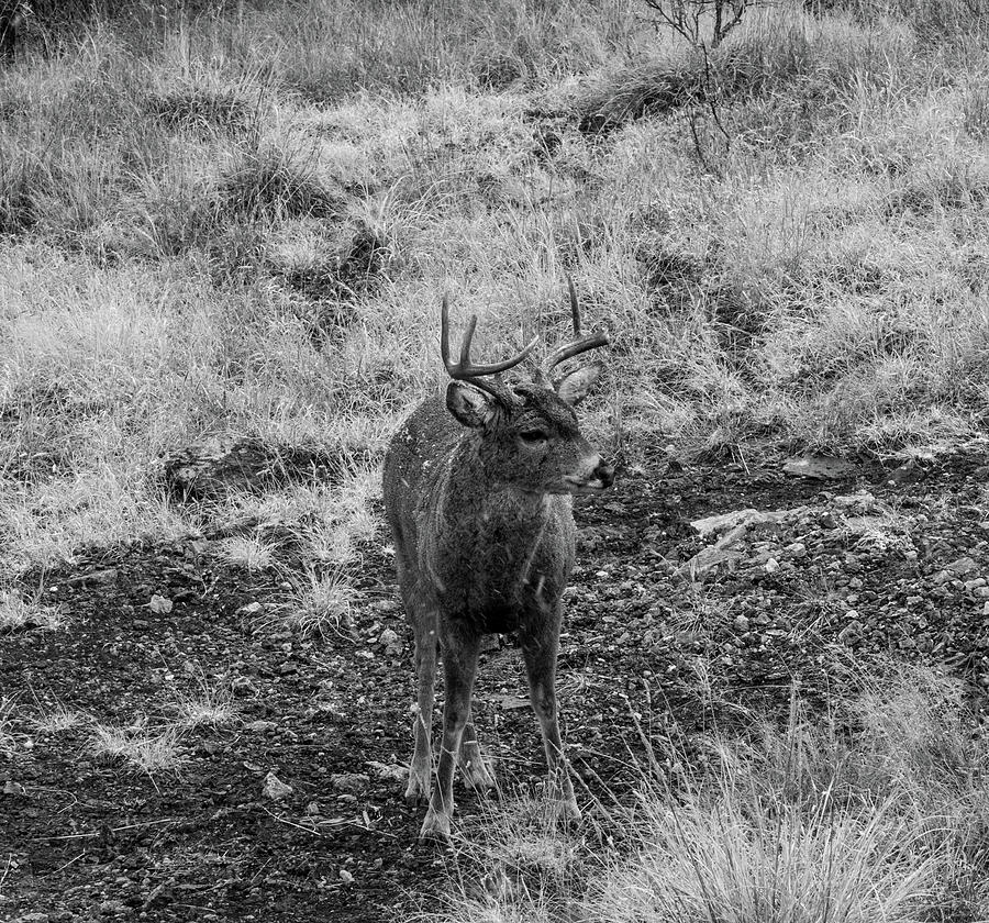 Looking Left - Whitetail Deer Buck Bw Photograph