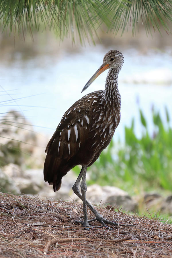 Looking Limpkin Photograph by David T Wilkinson