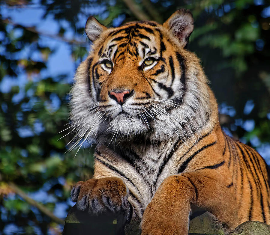 Wildlife Photograph - Siberian Tiger Male by Darren Wilkes