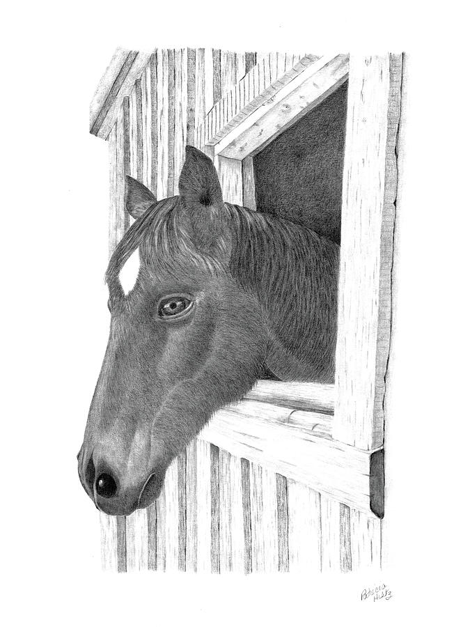 Looking out the Stable Door Drawing by Patricia Hiltz