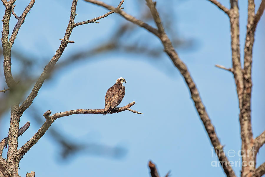Osprey Photograph - Looking Over the Bay by Scott Pellegrin