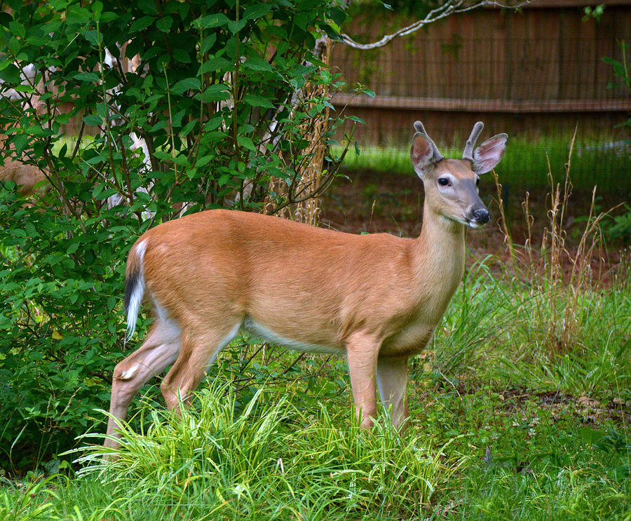 Looking Rather Handsome, Whitetail Deer Photograph by Dianne Sherrill ...