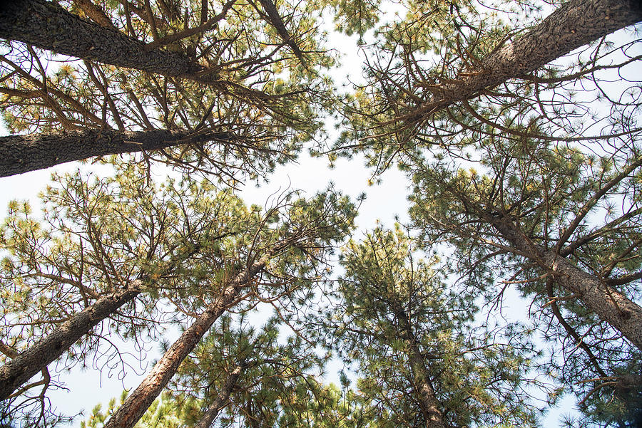 Angel Fire Photograph - Looking Skyward by Lea Rhea Photography Angel Fire Photograph - Looking Skyward by Lea Rhea Photography