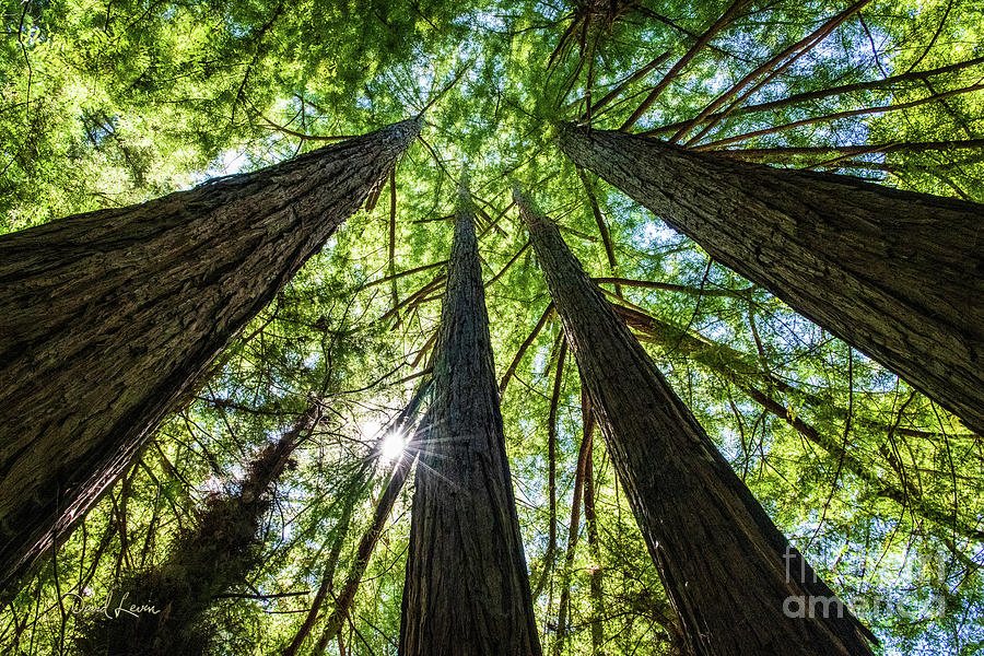 Looking Straight Up Photograph by David Levin