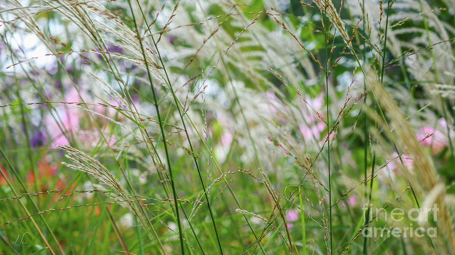 Summer Photograph - Looking Through the Grass by D Lee